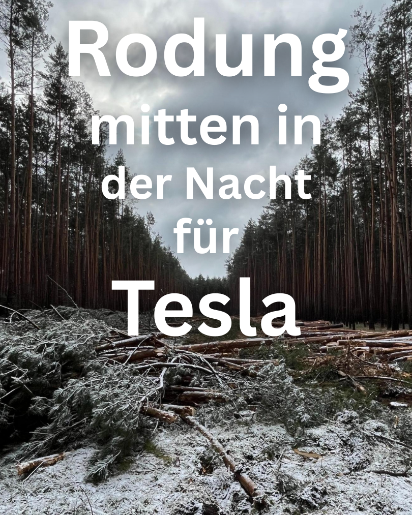Rodung mitten in der Nacht für Tesla