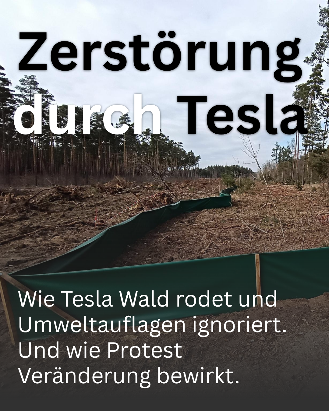 Wie Tesla Wald rodet und Umweltauflagen ignoriert. Und wie Protest Veränderung bewirkt.