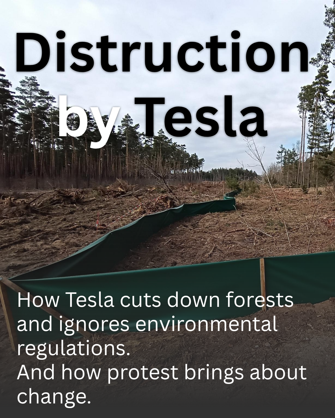 How Tesla cuts down forests and ignores environmental regulations. And how protest brings about change.